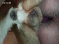 A dog copulates the bawdy cleft of a slutwife by putting its pecker